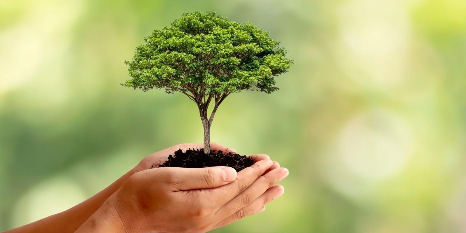 Green Cleaning Solutions: Sustainability Meets Sparkling Clean